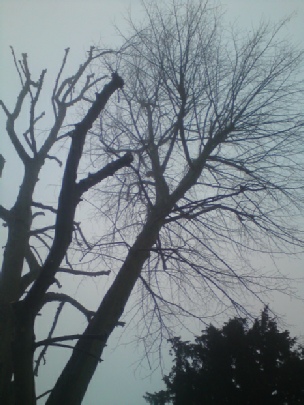 Townscape Tree surgery works